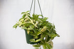 6" Wandering Jew Hanging Basket