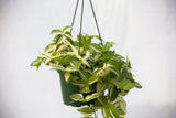 6" Wandering Jew Hanging Basket