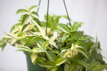 6" Wandering Jew Hanging Basket