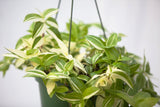 6" Wandering Jew Hanging Basket