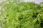 6" Maidenhair Fern Hanging Basket