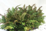 6" Mahogany Fern Hanging Basket