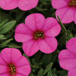 Calibrochoa - Million Bells