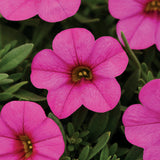 Calibrochoa - Million Bells