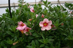 Calibrochoa - Million Bells