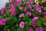 Calibrochoa - Million Bells