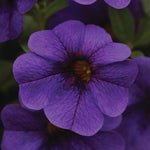 Calibrochoa - Million Bells