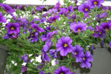 Calibrochoa - Million Bells