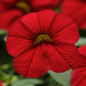 Calibrochoa - Million Bells