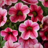 Calibrochoa - Million Bells