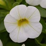 Calibrochoa - Million Bells