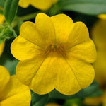 Calibrochoa - Million Bells
