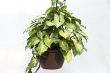 10" Nephthytis Hanging Basket