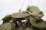 10" Nephthytis Hanging Basket