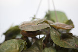 10" Nephthytis Hanging Basket