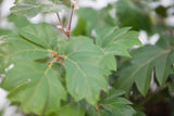 10" Oak Leaf Ivy Hanging Basket