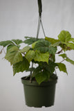 6" Grape Leaf Ivy Hanging Basket