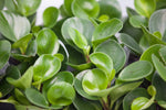 6" Pepperomia Hanging Basket