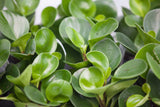 6" Pepperomia Hanging Basket