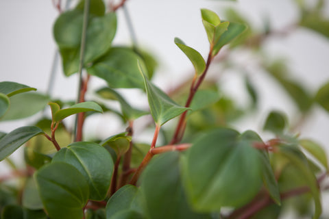 10" Peperomia Hanging Basket