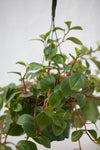 6" Pepperomia Hanging Basket