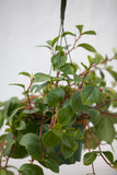 6" Pepperomia Hanging Basket