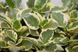 6" Pepperomia Hanging Basket