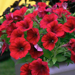 Petunia Flats