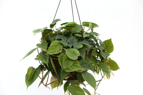 10" Philodendron Hanging Basket