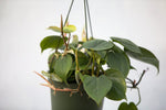6" Philodendron Hanging Basket