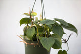 6" Philodendron Hanging Basket
