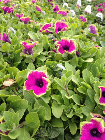 Wave Petunias