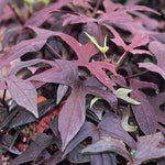 4" Potato Vine (Ipomoea)