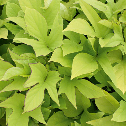 4" Potato Vine (Ipomoea)