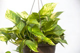 10" Pothos Hanging Basket