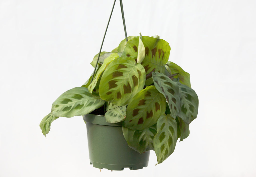 prayer plant hanging basket 6" Maranta Prayer Plant Hanging Basket – Slappendel Greenhouses Inc