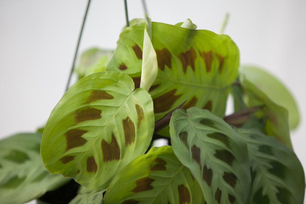 prayer plant in hanging basket 6" Maranta Prayer Plant Hanging Basket – Slappendel Greenhouses Inc