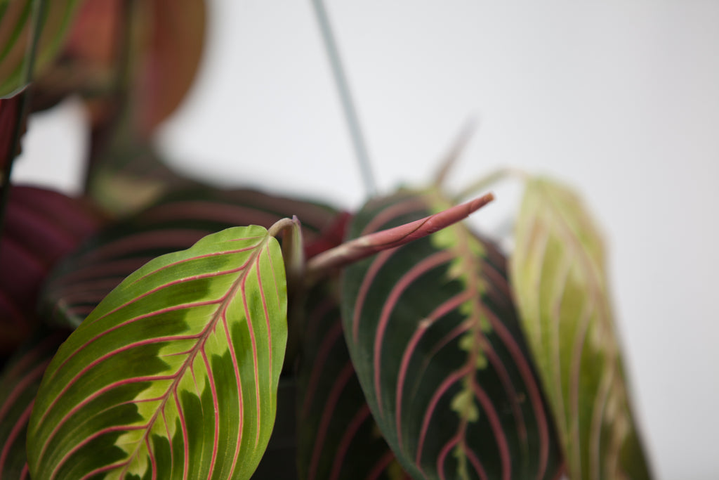 hanging red prayer plant 6" Maranta Prayer Plant Hanging Basket – Slappendel Greenhouses Inc