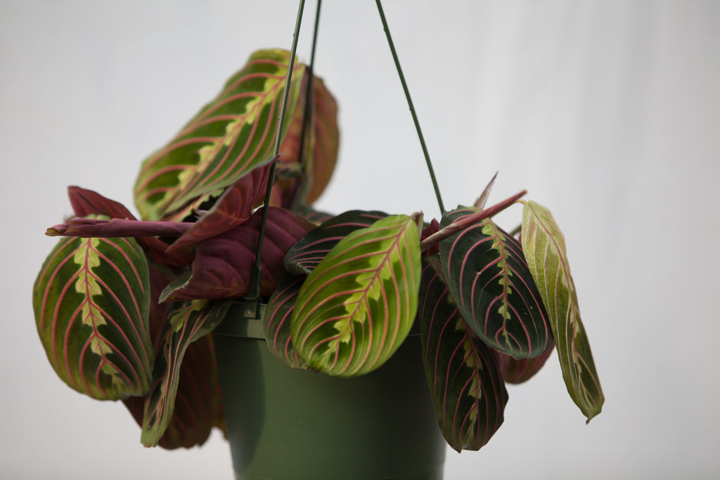 prayer plant hanging pot 6" Maranta Prayer Plant Hanging Basket – Slappendel Greenhouses Inc