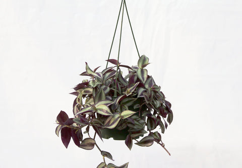 6" Wandering Jew Hanging Basket