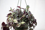 6" Wandering Jew Hanging Basket