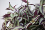 6" Wandering Jew Hanging Basket