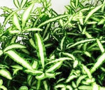 6" Ribbon Fern Hanging Basket - Albo-Lineata