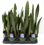 6" Sansevieria