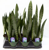 6" Sansevieria