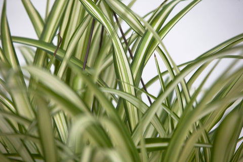 chlorophytum elatum 10" Spider Plant (Chlorophytum) Hanging Basket – Slappendel Greenhouses Inc