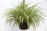10" Spider Plant (Chlorophytum) Hanging Basket