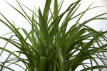 10" Spider Plant (Chlorophytum) Hanging Basket