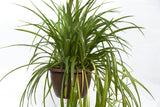 10" Spider Plant (Chlorophytum) Hanging Basket