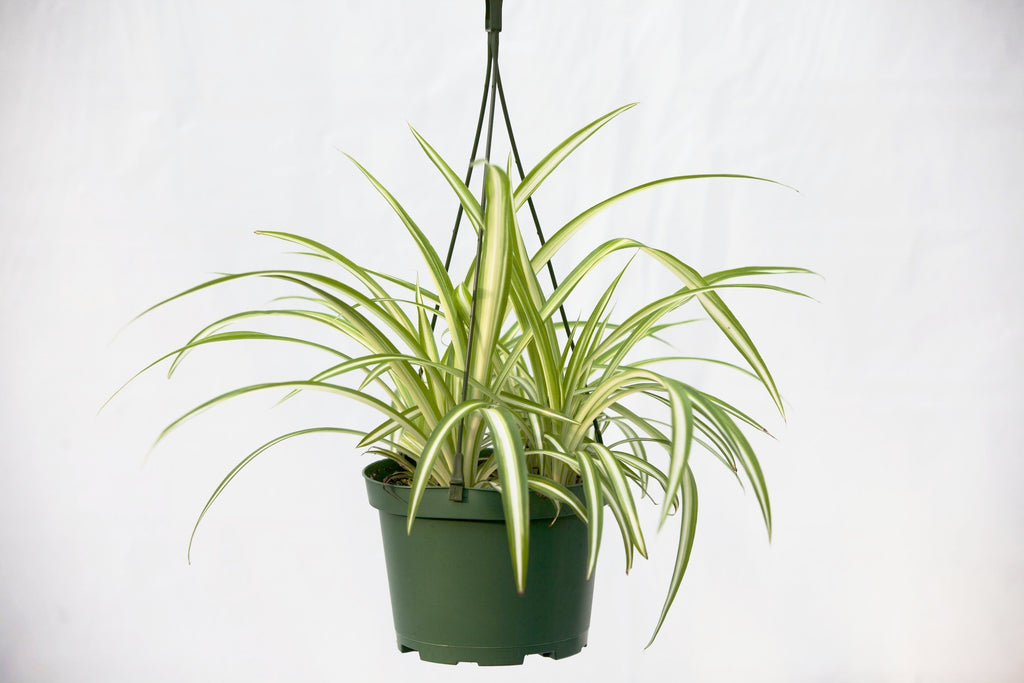 spider plant outside hanging basket 6" Spider Plant (Chlorophytum) Hanging Basket – Slappendel Greenhouses Inc